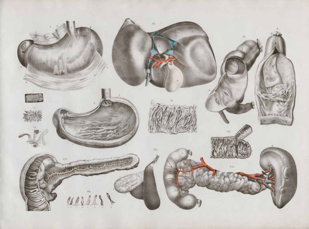 Male nutritionist explaining liver health concepts